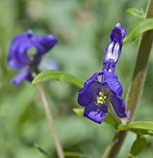 one monkshood